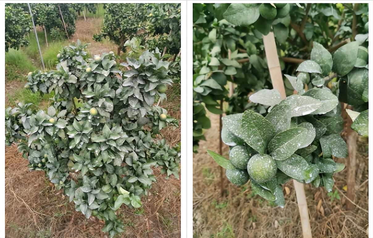 用防晒喷雾可以百分百防晒吗,用防晒喷雾做防晒霜