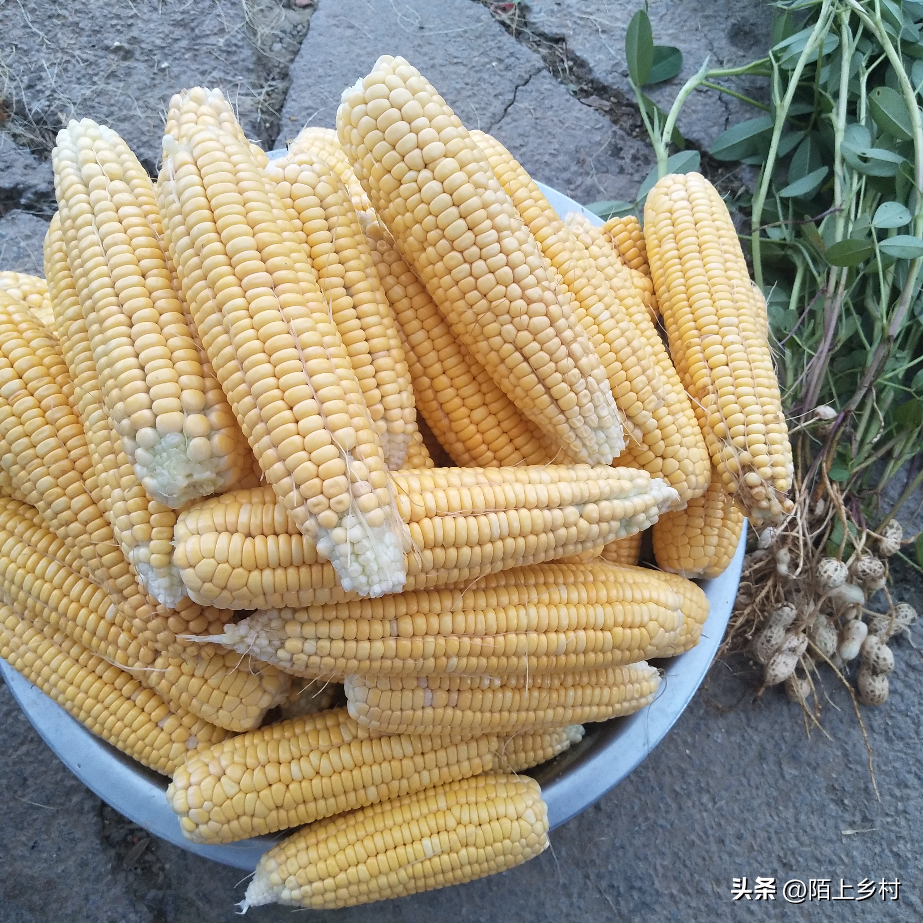 全国哪里的玉米最多最便宜,哪儿的玉米最好