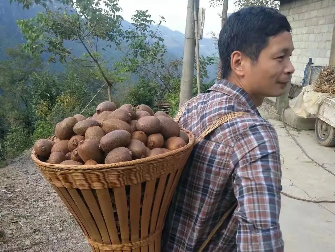 五峰：【乡村振兴】“猕”生情缘，家门口的致富经！