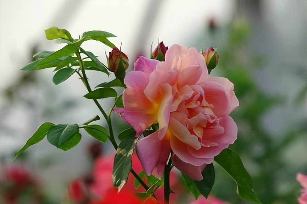 与人交往最怕遇到小人,远离不懂人情往来的人