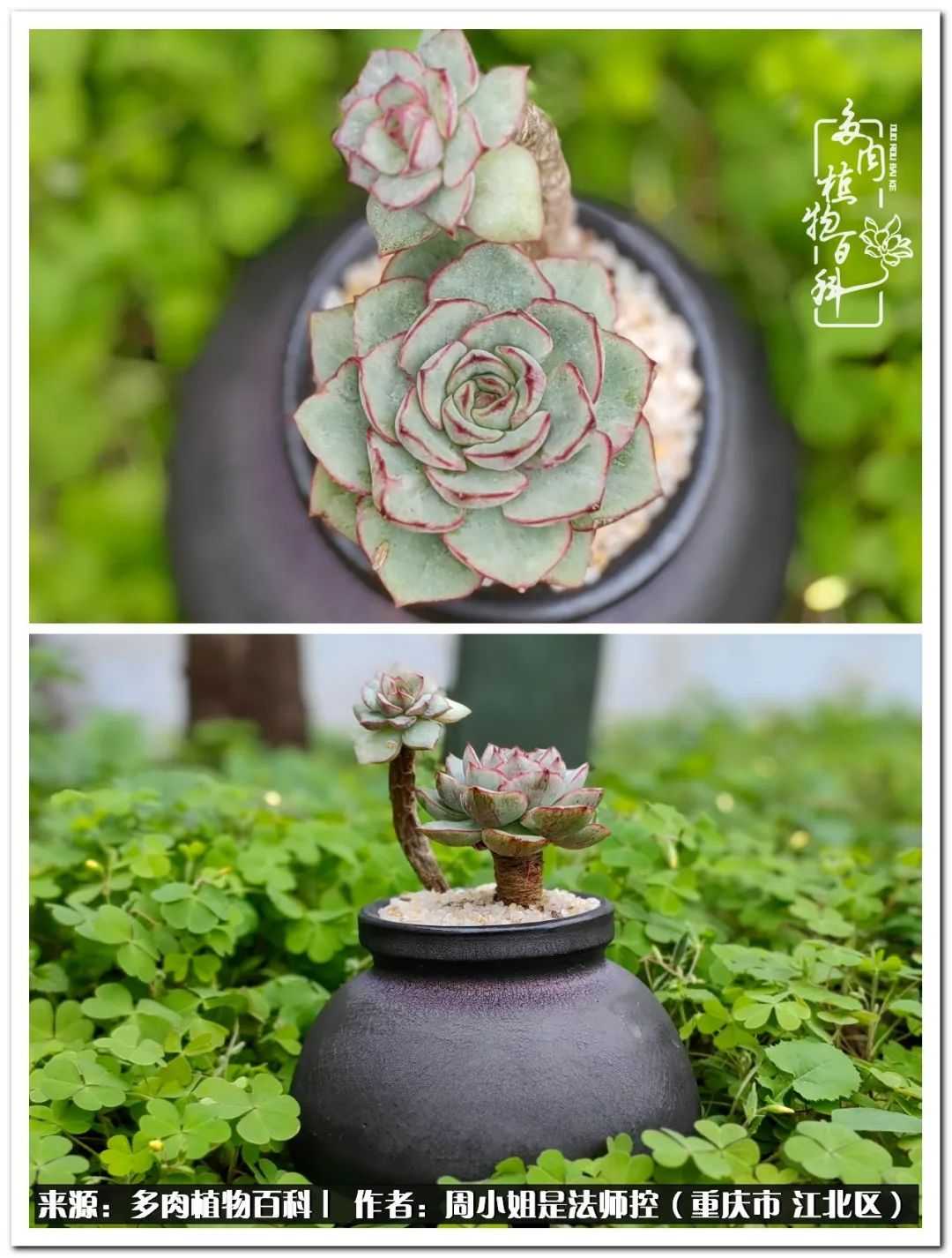 久居多肉深坑，遇见一群可爱的人