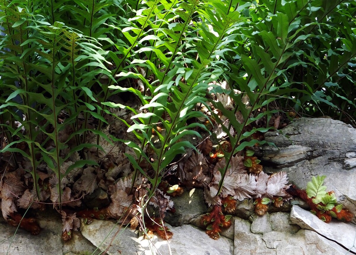 治耳聋耳鸣通络补阴虚中药配方,补肾治疗眩晕的中药方子