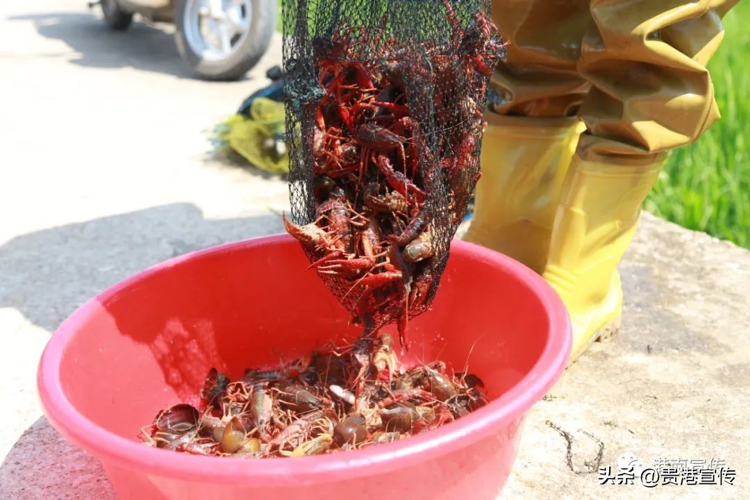 藕塘养殖小龙虾收益如何,藕遇加盟