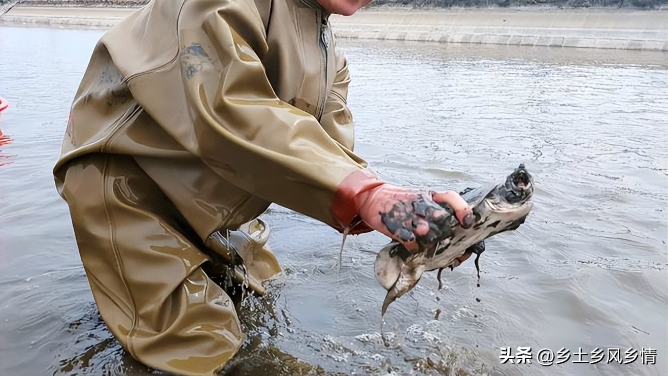 稻田甲鱼养殖新模式,生态甲鱼养殖成功案例