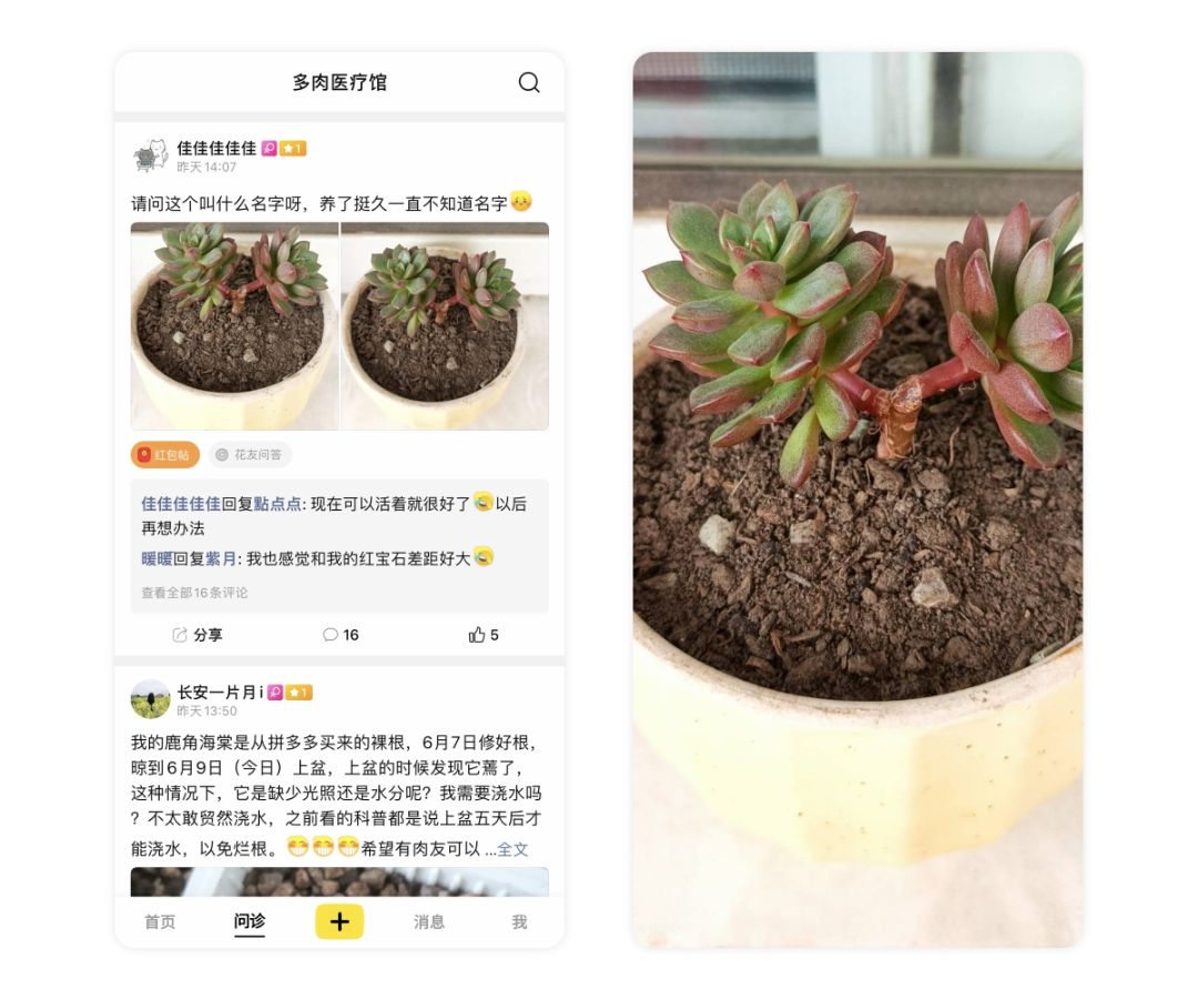 多肉鹿角海棠怎么发软发皱吹雪之松锦如何养护，小贱来解答