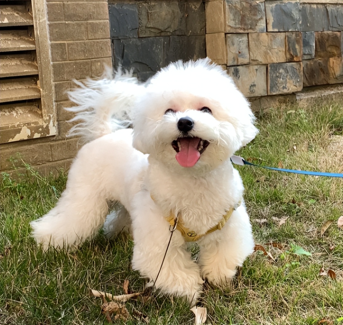 比熊多大的时候可以不关笼子养,怎样养小比熊新手教程