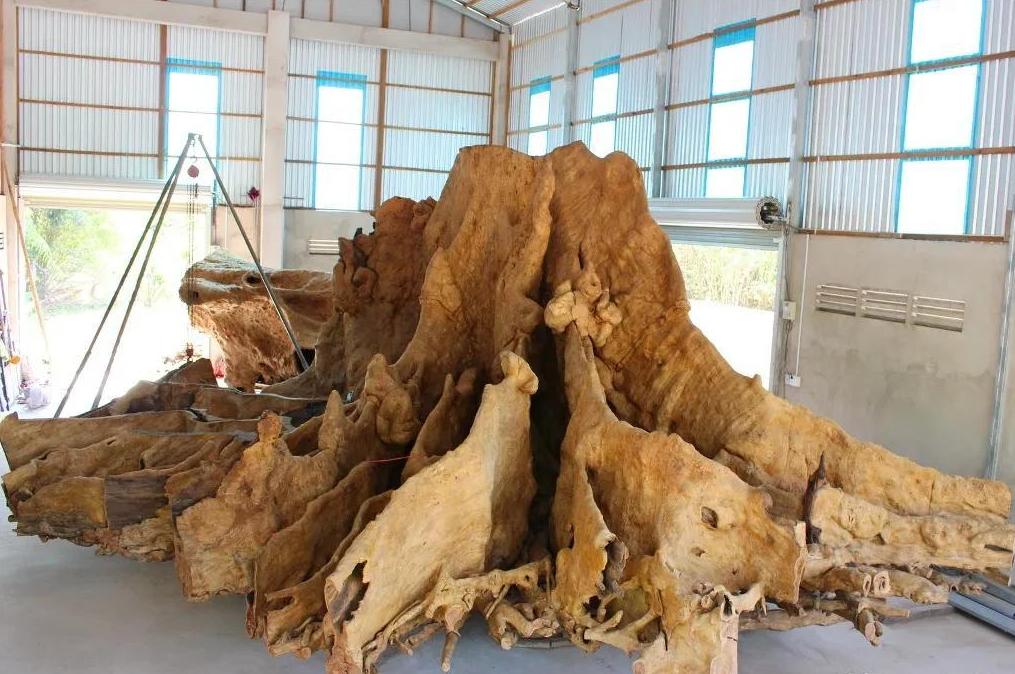 小伙用1200买烂树根,捡个树根做根雕