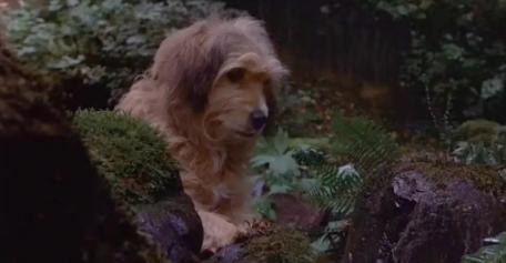 电影丛林赤子心影评,电影中的丛林赤子心