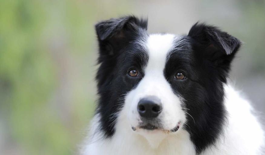 什么土狗看家又护主最好,最适合穷人养看家护院的5种狗