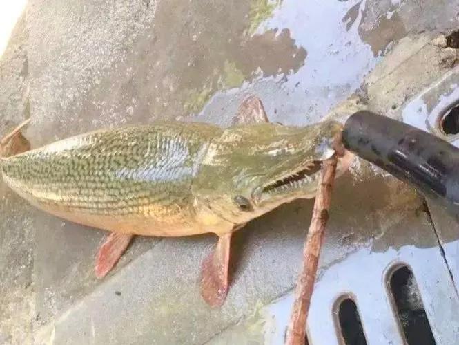 北美怪鱼凶如鳄鱼,巨怪鱼现身