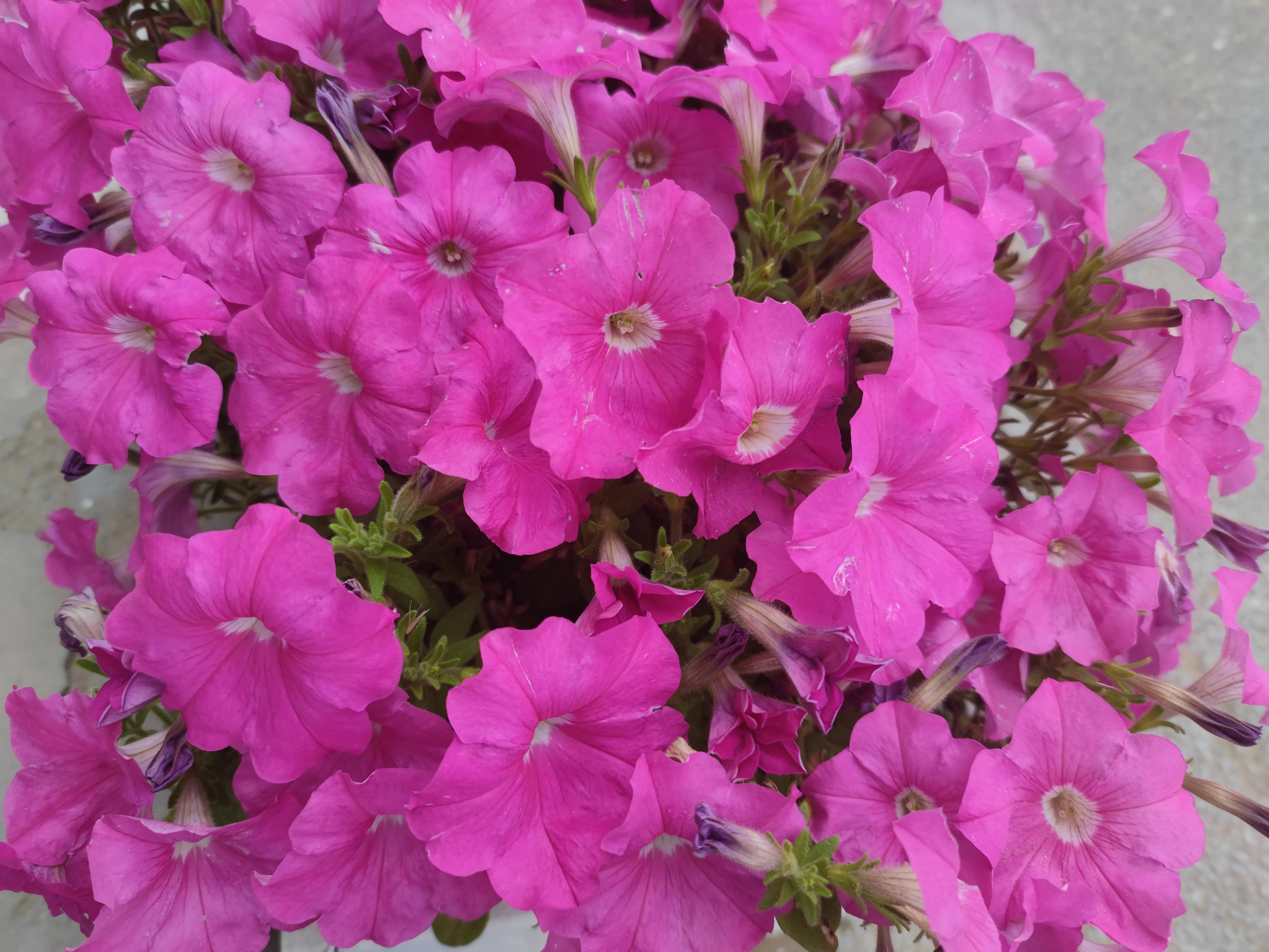 四季花开大花浓香型,奚秀兰演唱四季花开