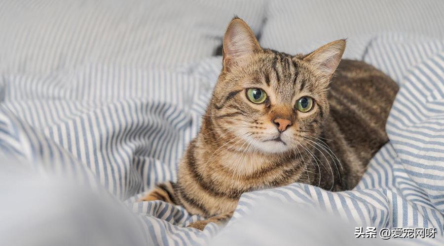 母猫产前知识,母猫分娩前的征兆