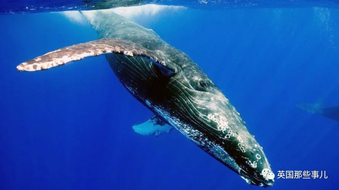 巨型座头鲸搁浅海滩数小时,巨大座头鲸出水瞬间