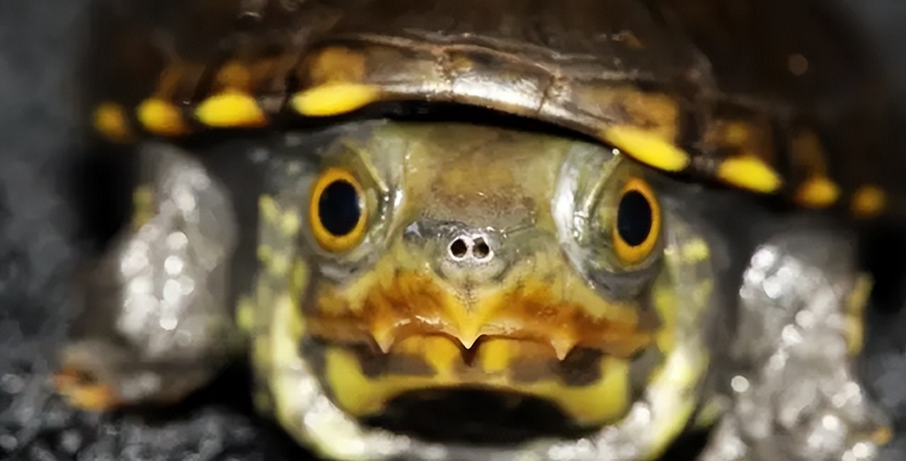 养龟腐皮是啥样的,腐甲腐皮的乌龟怎么治疗