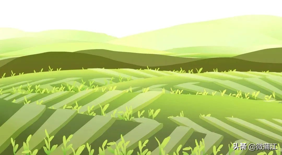 【两个替代，我来说】收购价高达4.5元/斤，高品质果子究竟是如何“炼成”的？