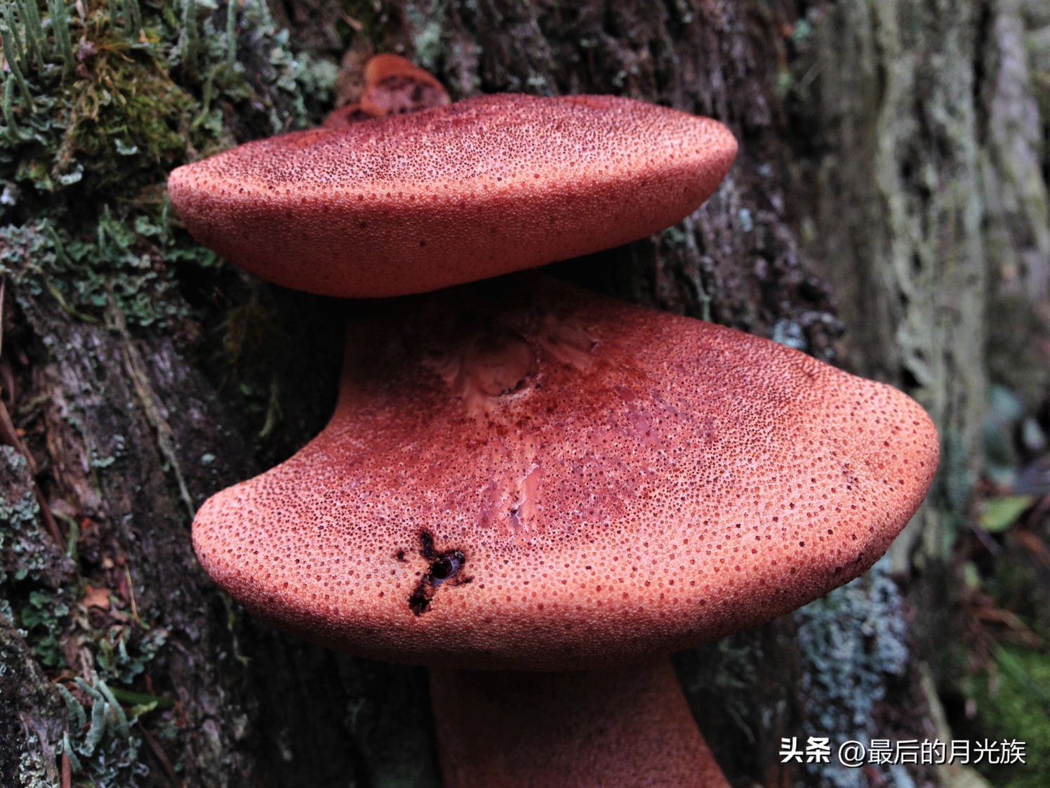 教你认识一下蘑菇,8种口味蘑菇