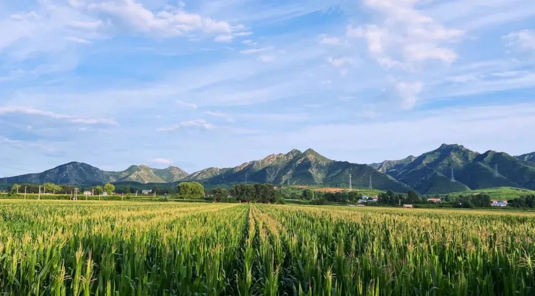 城郊村乡村振兴示范村典型案例,乡村振兴与旅游结合的优秀案例