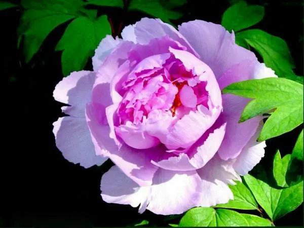 牡丹百花之王典故,为什么牡丹是百花之王