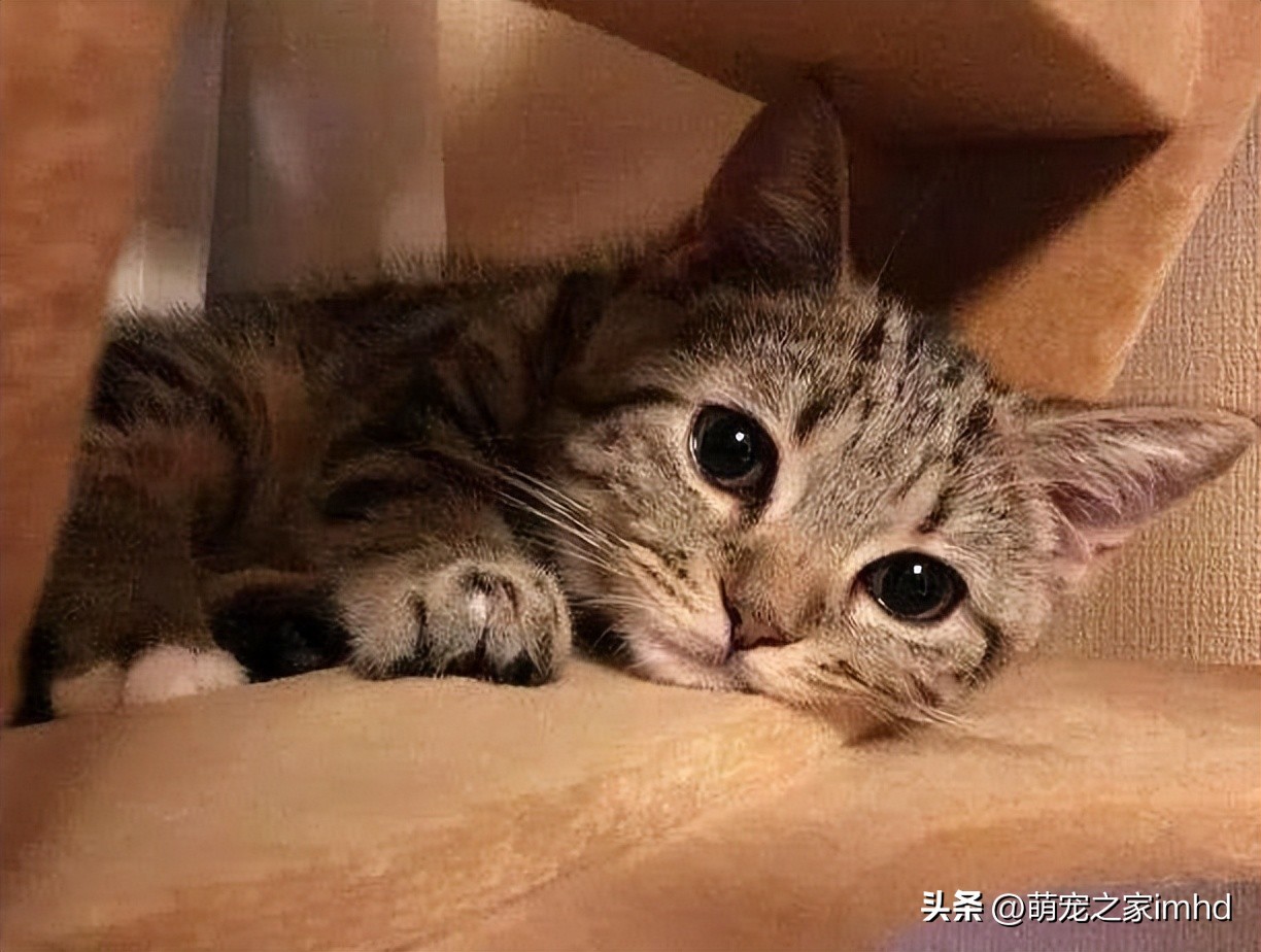 哪些行为会让猫咪得抑郁症,猫咪的六大表现是抑郁症