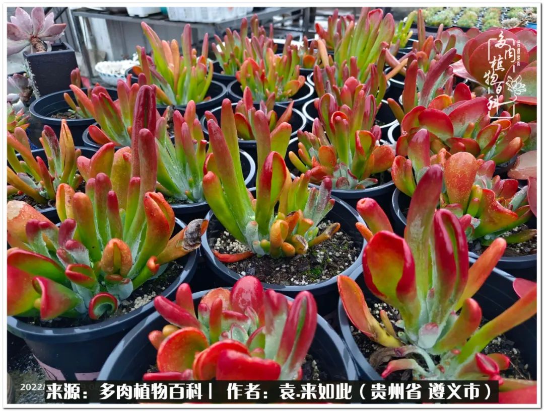 多肉和鲜花并存更养眼,最养眼的多肉品种