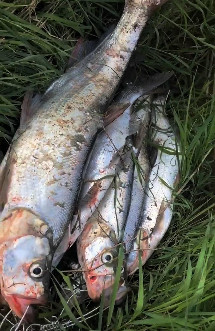 婀栧寳娉ラ硡鎵撶獫琚姄,婀栧寳娉ラ硡琚姄