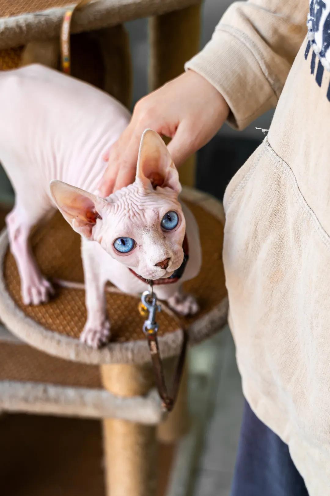 深圳探访宠物店,深圳最好的宠物街