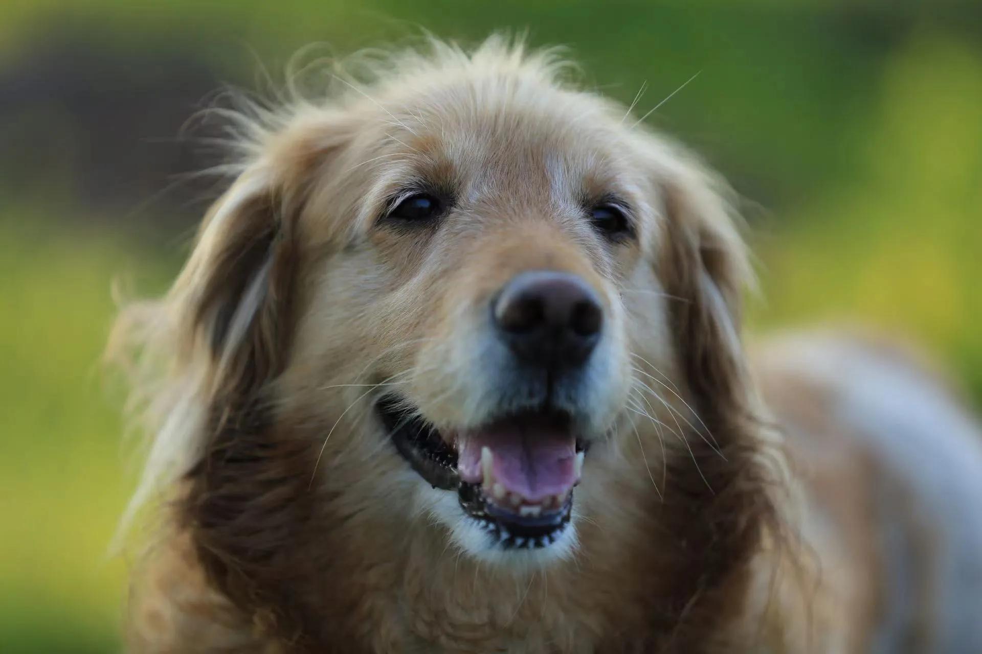 我的毛毛-写给12年相濡以沫的金毛