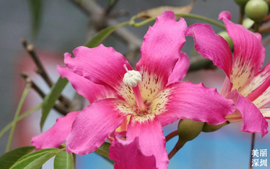 深圳11月有花的最佳去处,深圳花海公园十月有花看