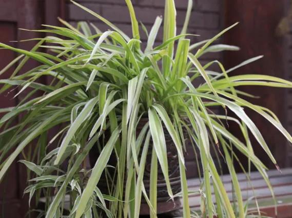 吸甲醛净化空气室内适合植物排名,吸甲醛空气净化器绿植