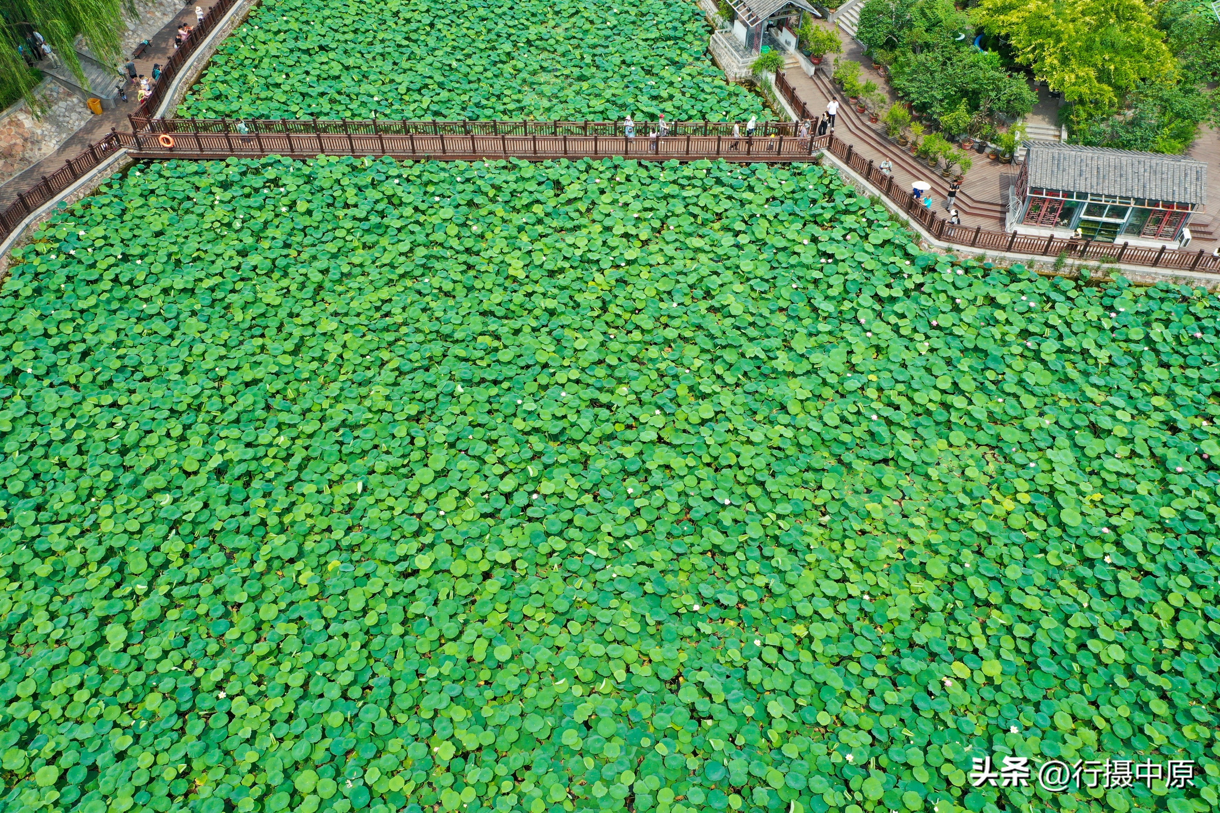 接天莲叶无穷碧为什么不是荷叶,接天莲叶无穷碧形容荷叶多的词语