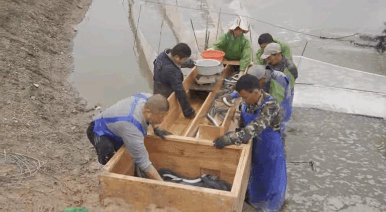 日本鳗鱼福建造，福建人林文生：一吨鳗鱼18万，利润五成