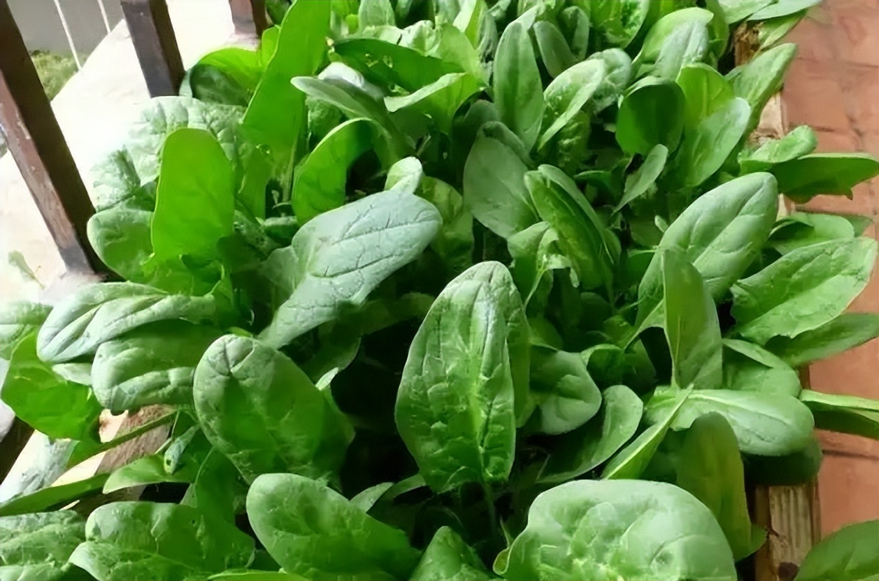 阳台种菜的方法和步骤,阳台种菜的技巧与方法