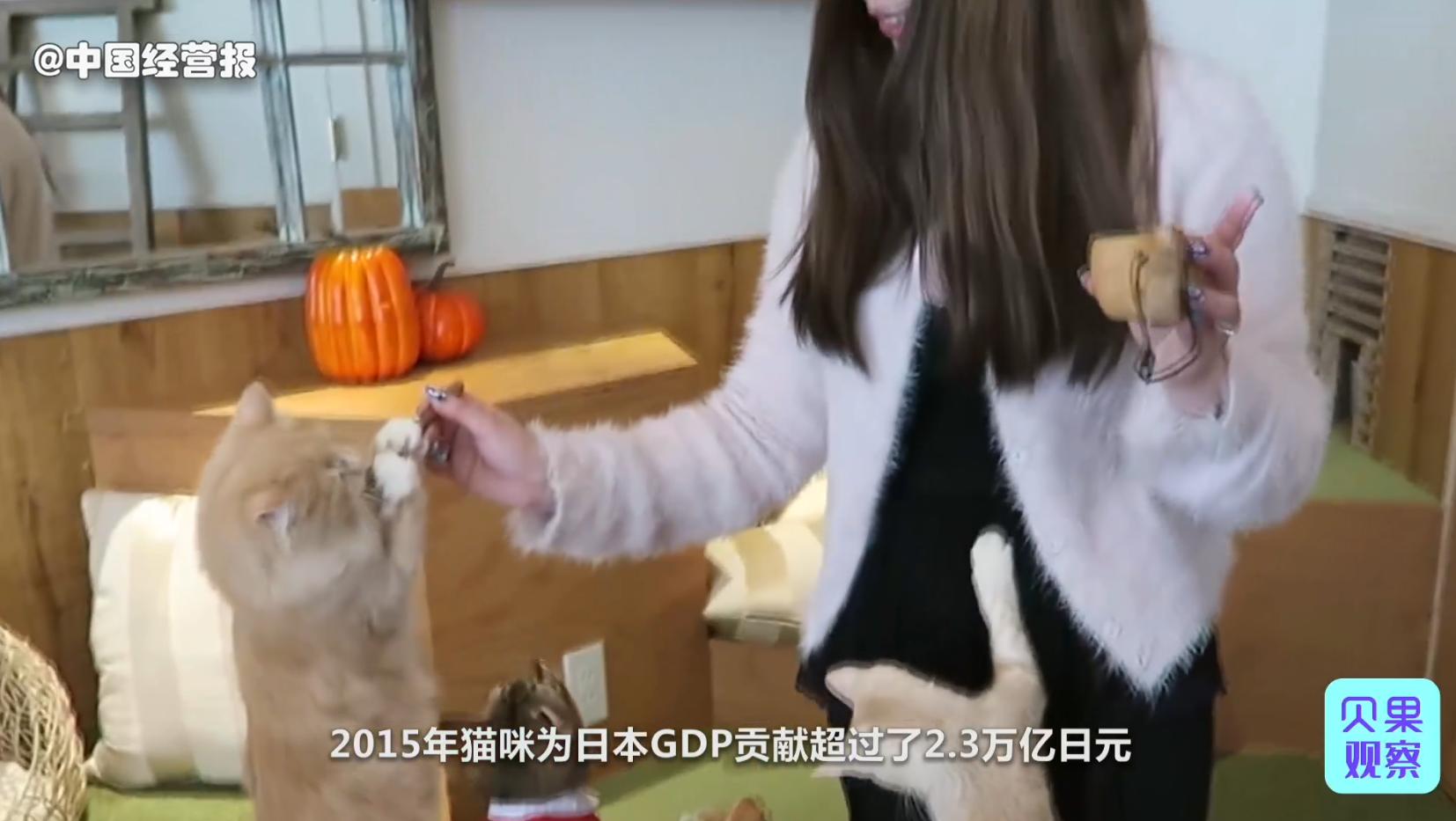 国内外猫咖近几年现状,猫咖到底有多强