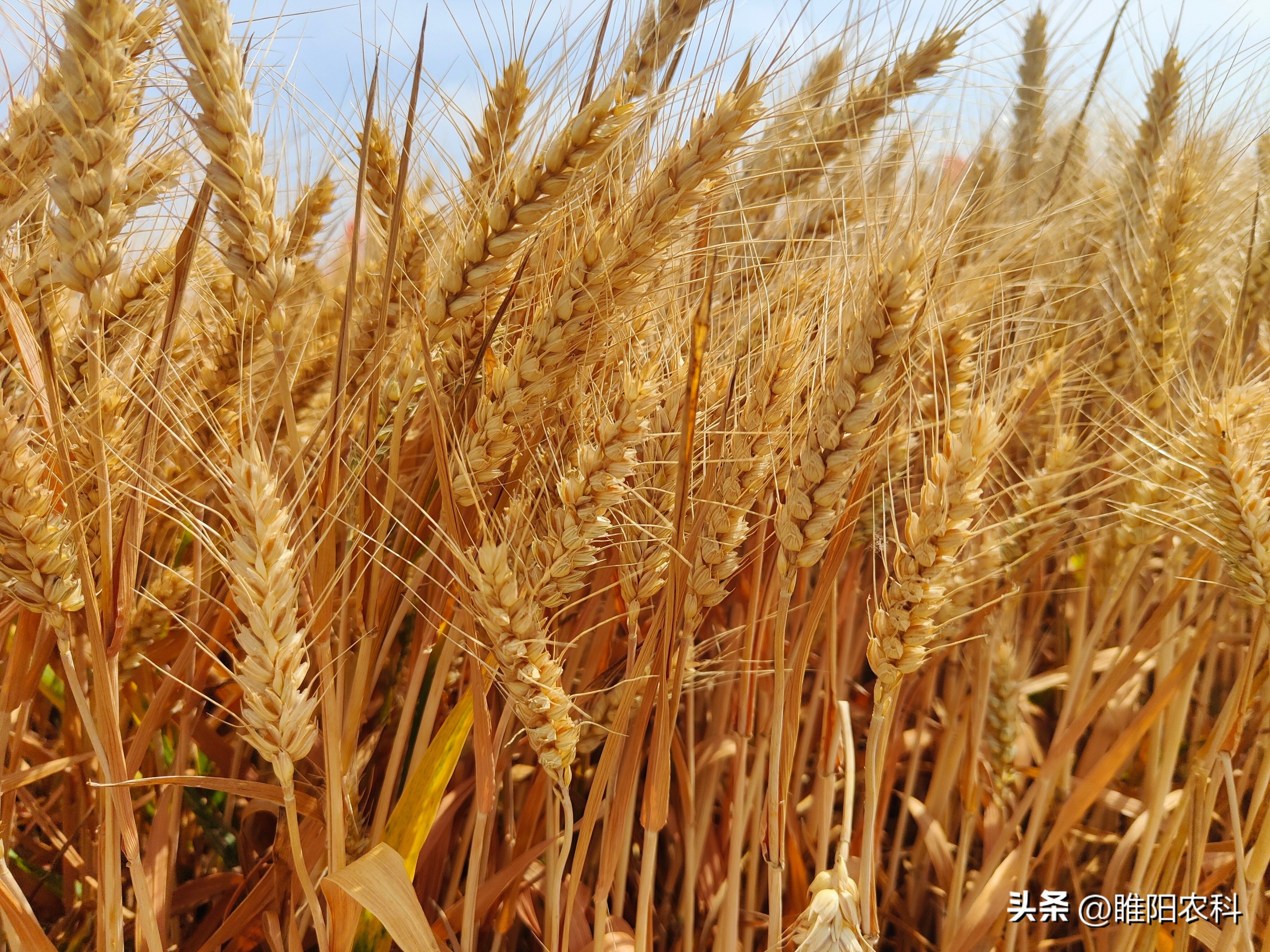 2023年适合河南种植的小麦品种,2024河南小麦品种排行榜前十名