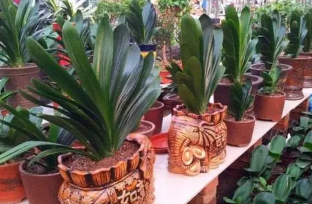 养君子兰叶亮开花多全靠4个诀窍,君子兰顺口溜大全