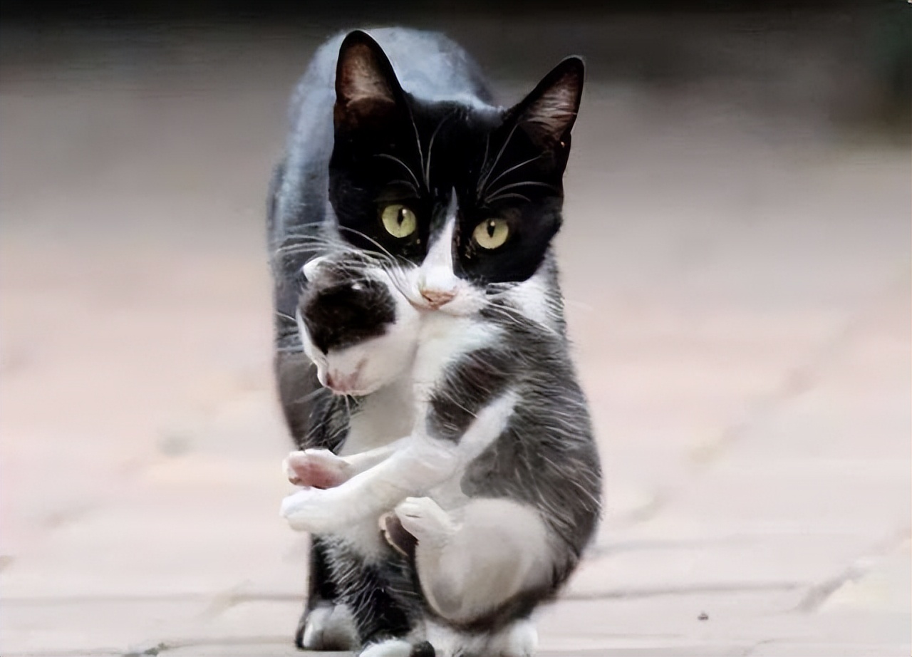 猫咪把小孩叼给主人是什么意思,猫咪把孩子叼到别处是太亮了吗