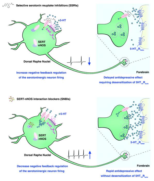 Science：我国学者发现抑郁症全新靶点及候选药物，2小时快速起效且无副作用