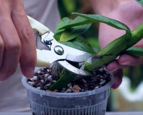 石斛兰黄叶怎么解决,石斛出现黄叶怎么办