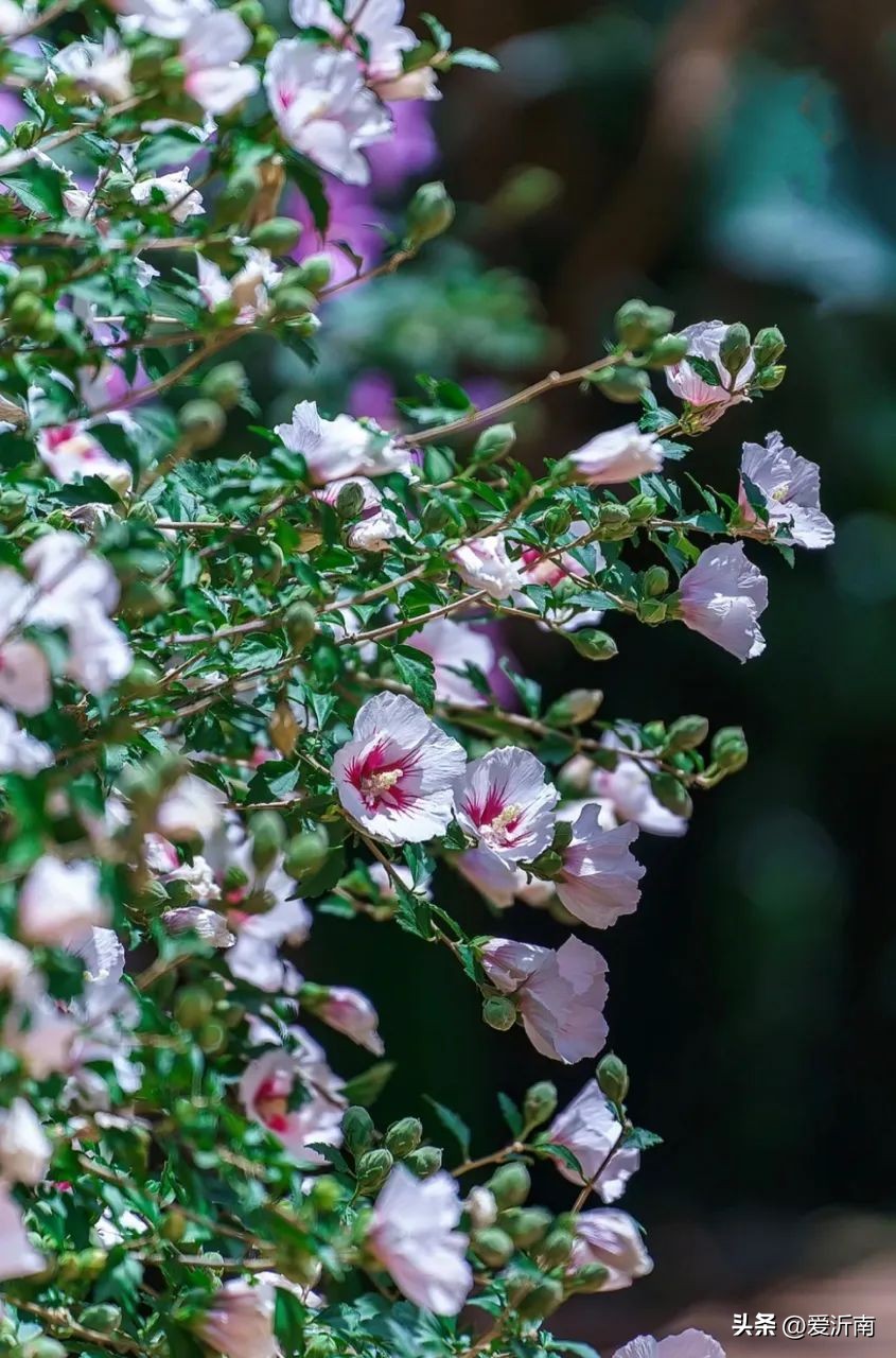 鏈ㄦЭ鏌旂殑灏忚,鏌旂矇绾㈠績閲嶇摚鏈ㄦЭ淇壀