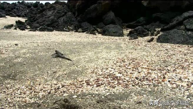 福建一工地挖出“冬眠”蟒蛇,一工地挖出“冬眠”蟒蛇