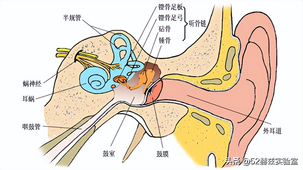 人工耳蜗进口最贵多少钱,进口人工耳蜗价格表