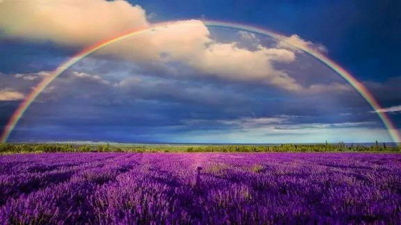 伊犁河谷薰衣草基地,伊犁河谷薰衣草自然条件