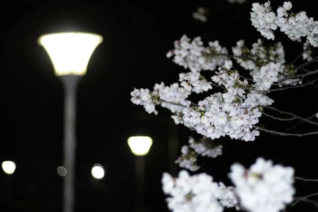 雨樱也浪漫！浙工大美美美！