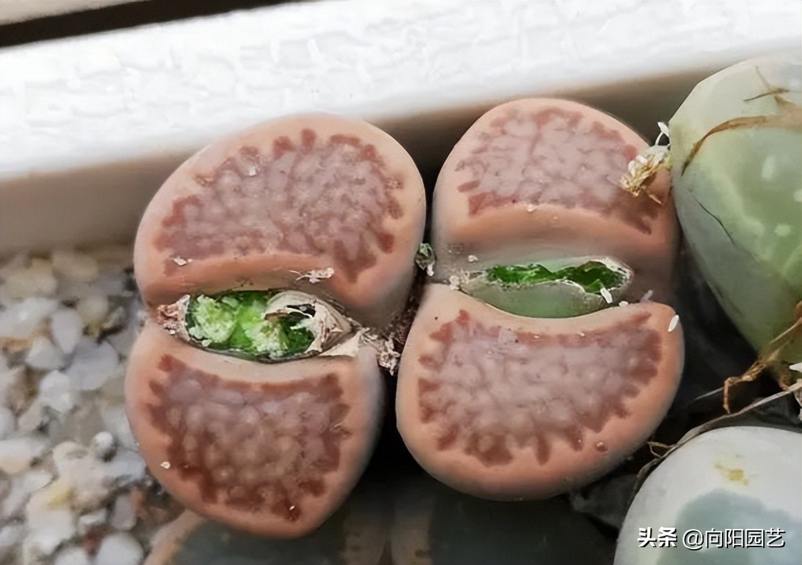 生石花蜕皮,生石花浇完水还是蔫怎么办