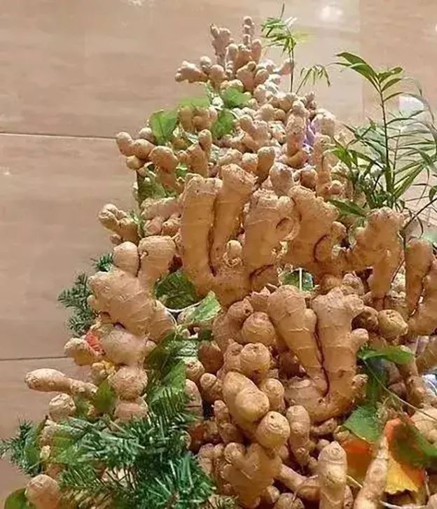 如何一年四季种盆栽生姜,盆栽生姜和种地里的生姜