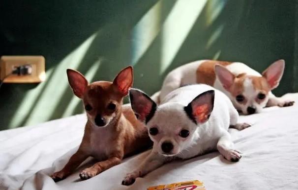 吉娃娃的狗总到底有多大,吉娃娃最小的狗种