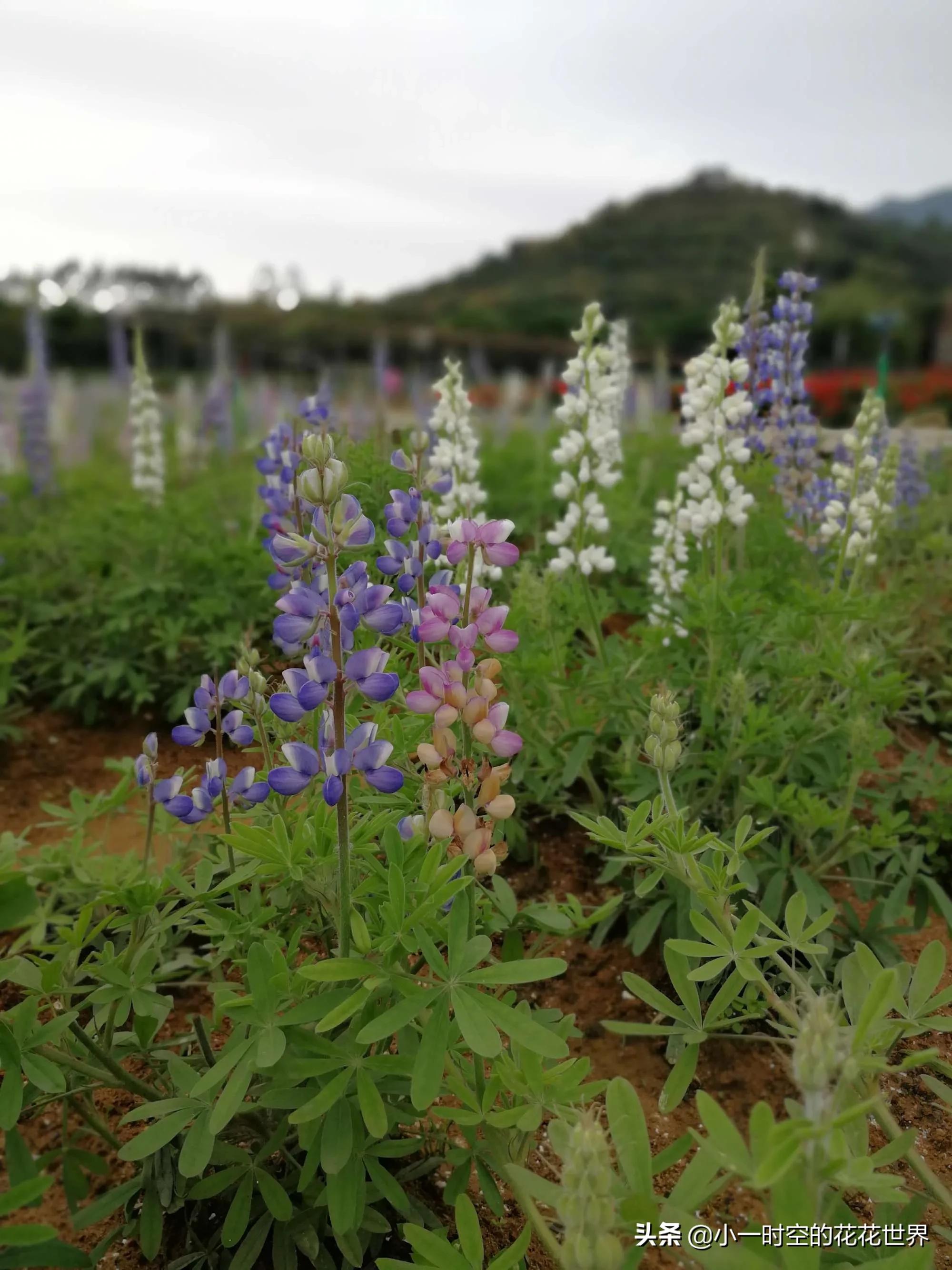 母亲节送母亲寓意最好的花,母亲节鲜花什么花好看