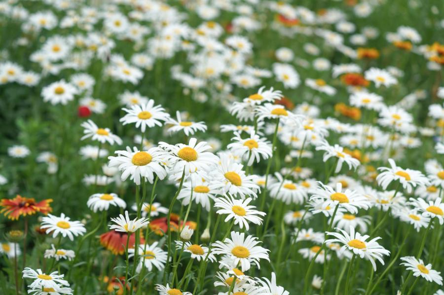 郑州莫奈花园在哪里,郑州版莫奈花园在哪
