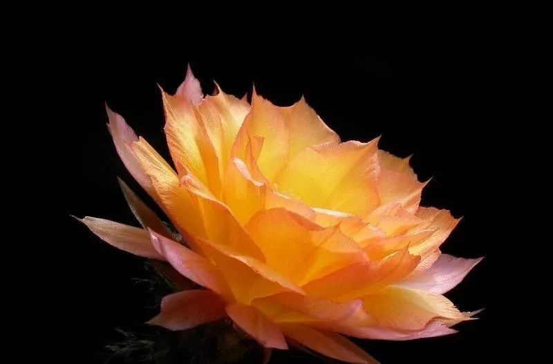 200种·仙人球开花图鉴，大开眼界，美到爆