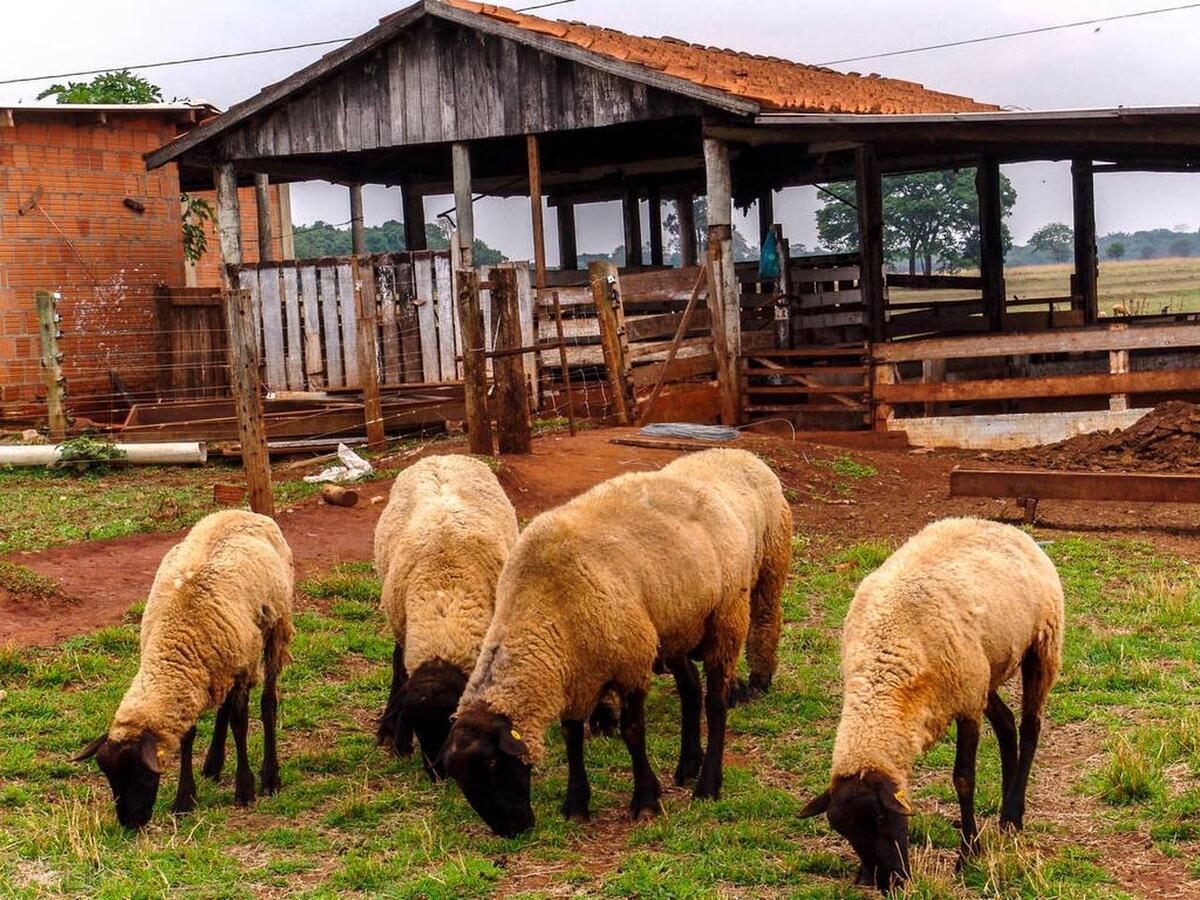 游牧业的生态与社会影响:跨学科综述与分析